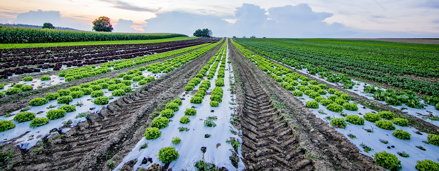 香港老牌印刷图源图库