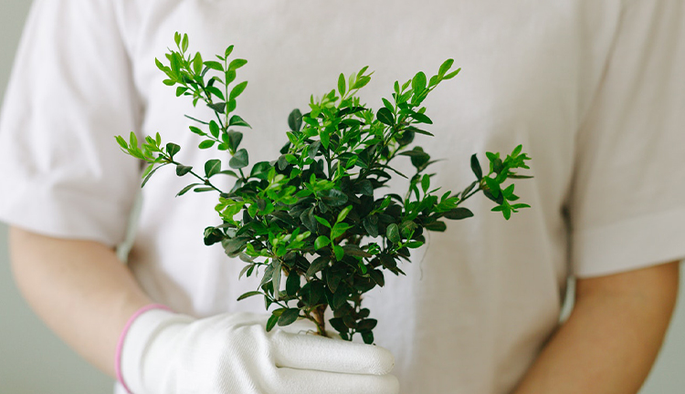 香港老牌印刷图源图库